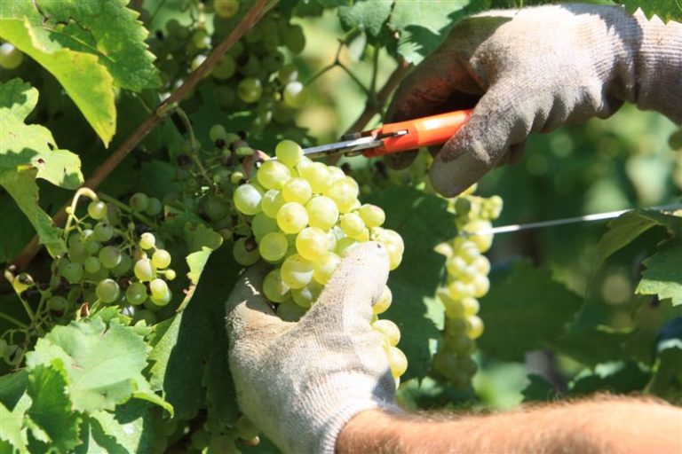 Nelle aziende senesi si vendemmia con i tickets