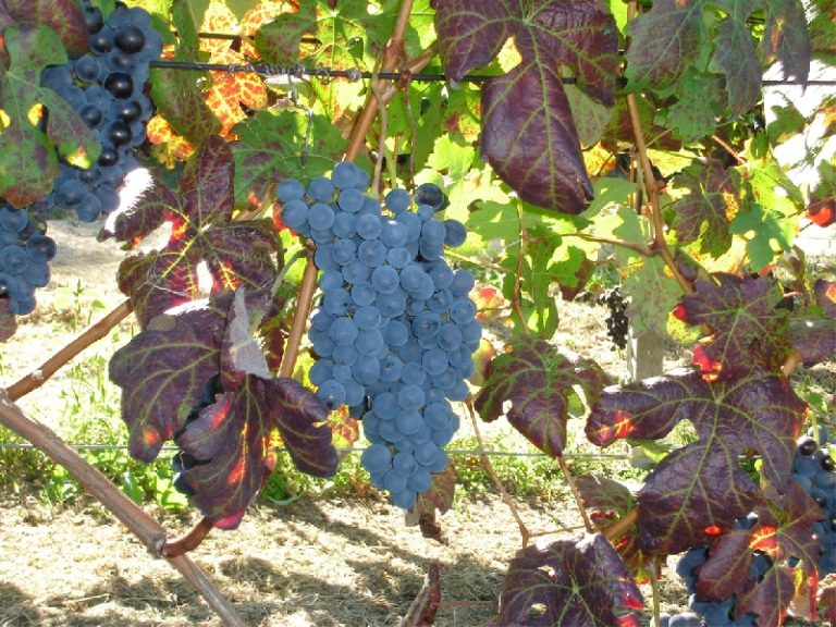 Controlli e sequestri sulla vendemmia. Per Galan garantita la sicurezza