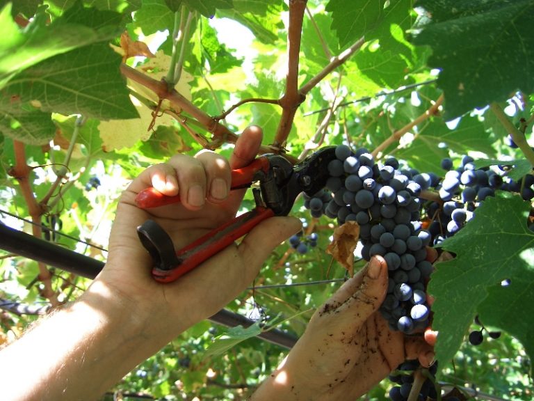 Il Veneto anticipa la vendemmia