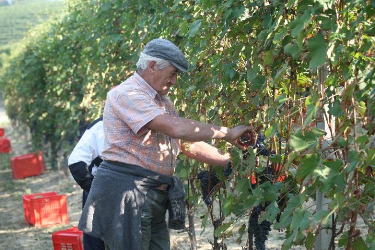 Vendemmia, per Ismea a fare notizia è la qualità