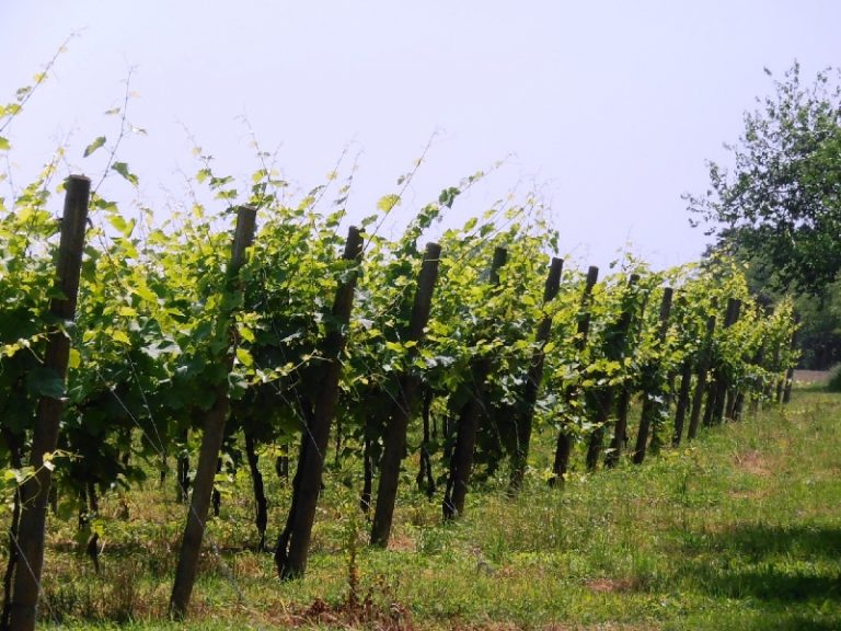 Vigneti in Veneto, nuove opportunità di competitività