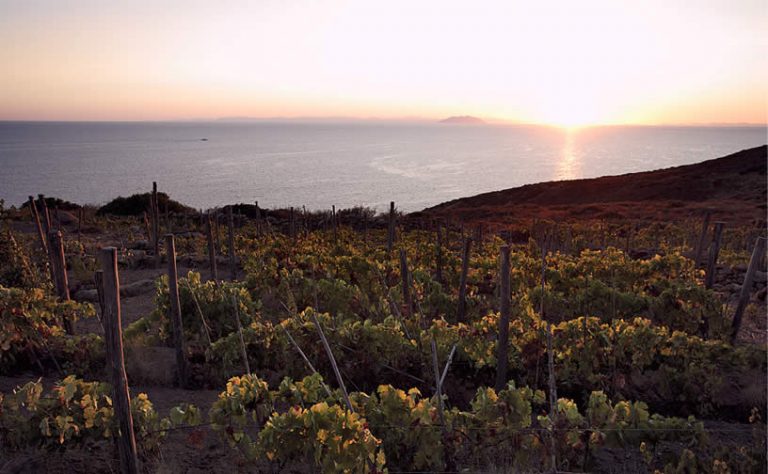 Turismo e prodotti agricoli per il rilancio dell’Arcipelago Toscano. Evento webinar il 5 marzo