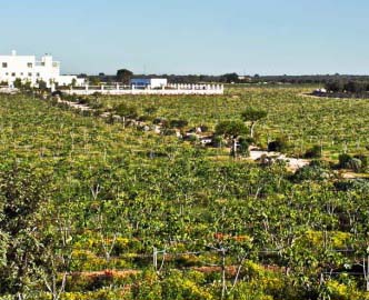 Criminalità. A Taranto rubati oltre mille pali per 10 mila barbatelle in vigna. Allarme serio per Coldiretti Puglia