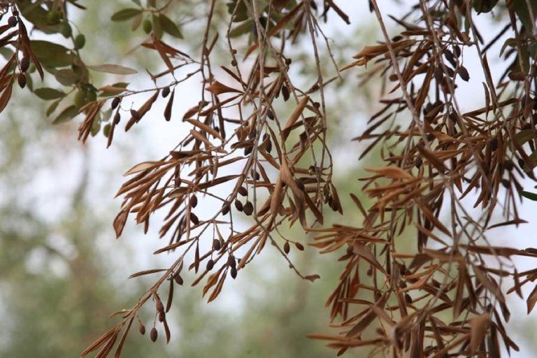 Xylella. Confagricoltura, da Ismea primo importante segnale per l’olivicoltura pugliese