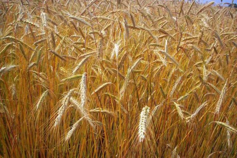 Progetti integrati di filiera, per il grano l’unione fa la forza