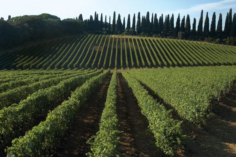 Maltempo a Bolgheri: la Regione Toscana ha aperto la scheda per segnalare danni