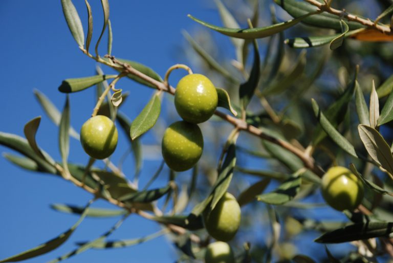 Igp Olio di Roma. Ultimi dettagli prima della definizione del disciplinare tecnico