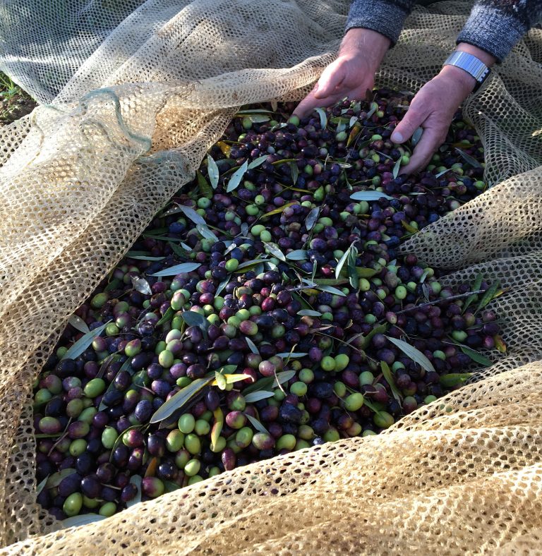 Olio d’oliva. Ismea stima produzione di 320 mila tonnellate, più 75 per cento rispetto al 2016