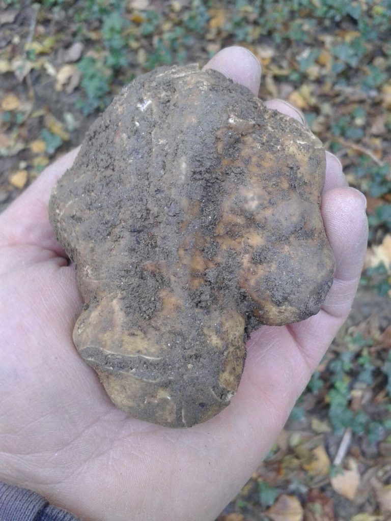 Una legge per il tartufo. Se ne parla nelle Crete senesi