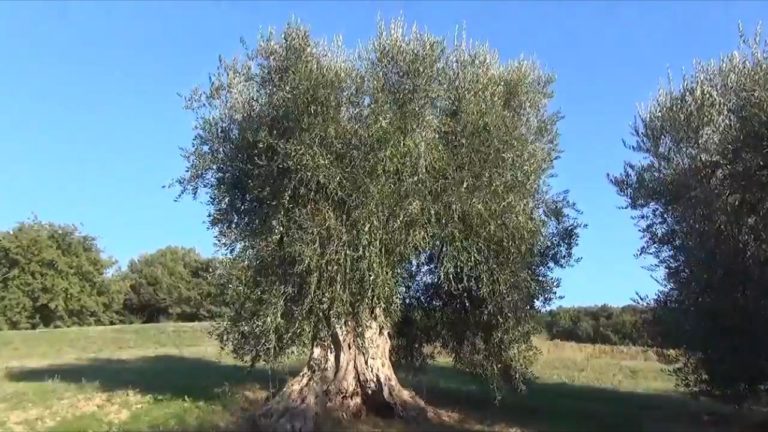 Nel cuore della Val d’Orcia. Vocazione agricola tra olio e turismo a La Moiana