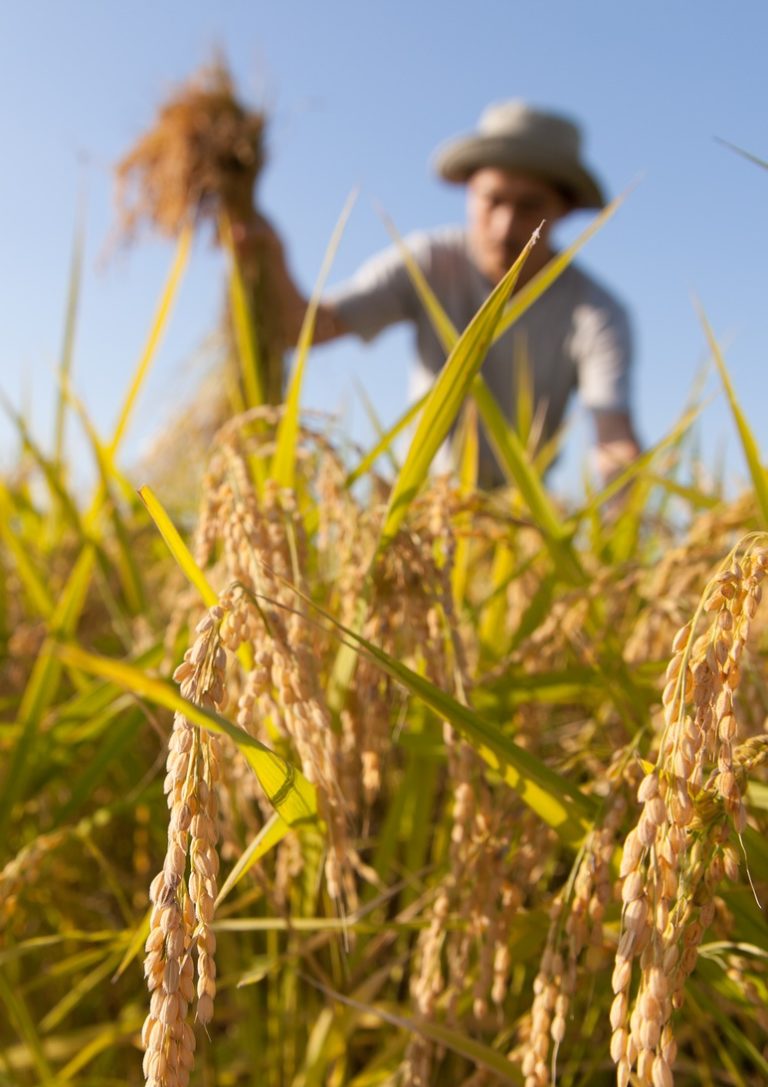 Conferme e prospettive. Confagricoltura Toscana traccia la rotta per il futuro