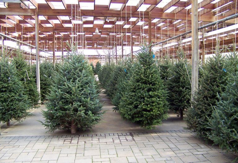 L’albero di Natale vero o finto? Pefc Italia: abete vero per sostenere aziende agricole e sostenibilità