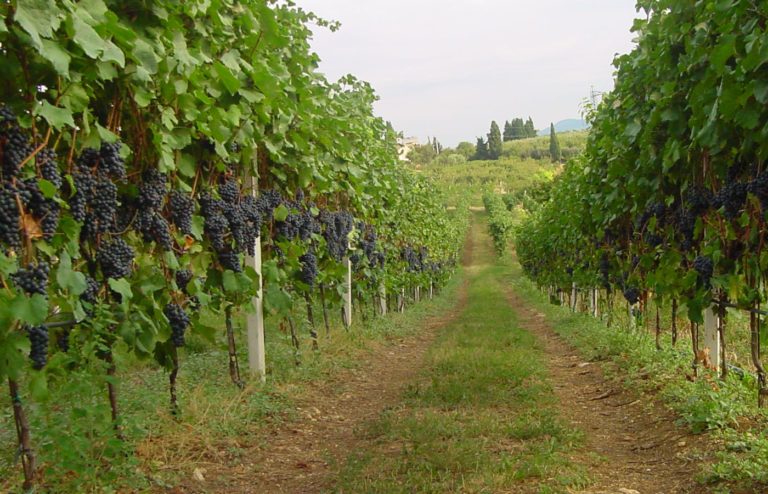 Vitigni resistenti. Innovazione in vigna: Veneto, prove sperimentali per la riduzione dei fitofarmaci e aree montane