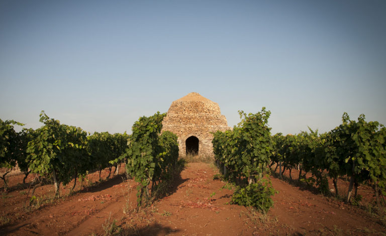 Il vino riparte, il CREA scommette sul Distretti, partendo dalla Puglia. Gaudio: occasione straordinaria