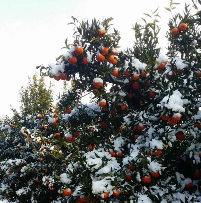 Allarme maltempo. Danni per milioni di euro al Centro-Sud. Confagricoltura chiede stato di calamità naturale