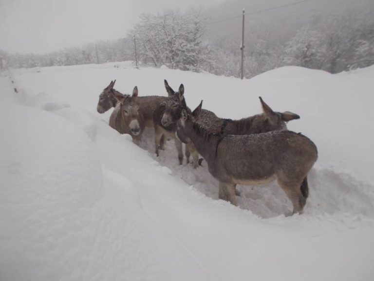 Il fieno è sotto due metri di neve e l’acqua è gelata. Asini e maiali da giorni senza cibo