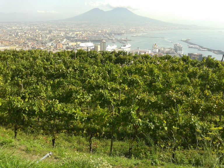 vigneto campania