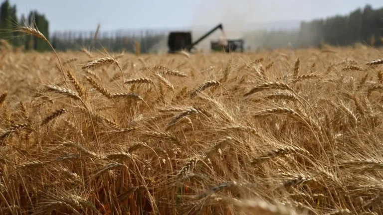 Cereali. Cia: Giù le mani da Granaio Italia. Scongiurare ennesimo rinvio