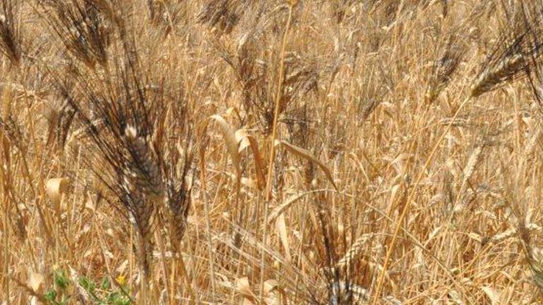 Grani antichi di Puglia, un patrimonio da salvaguardare. Il 25 gennaio a Foggia