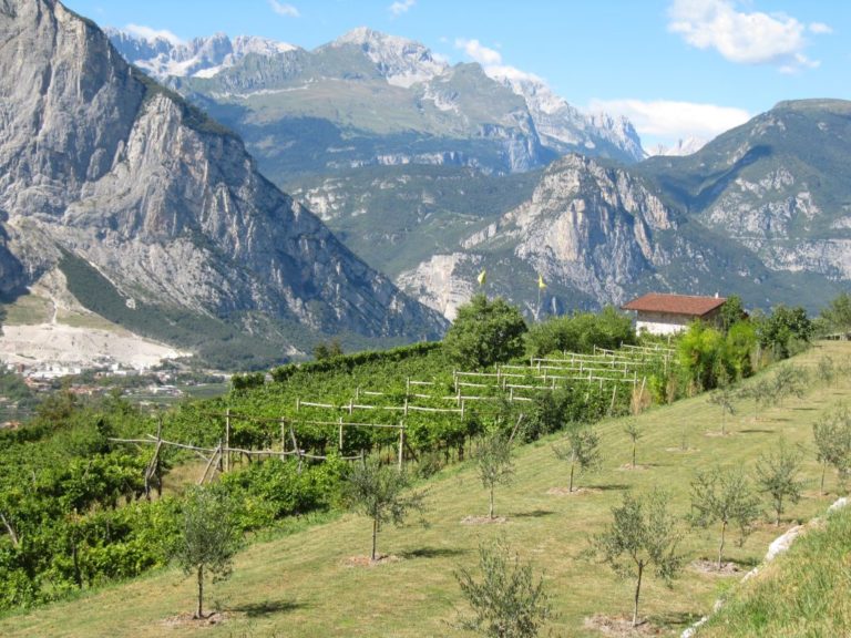 Olive in Trentino. Raccolte 2.034 tonnellate. E’ il record di produzione dal 1974