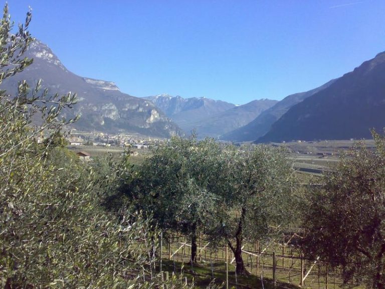 Stagione record. Trentino, raccolte oltre 2000 tonnellate di olive. È il miglior risultato di sempre