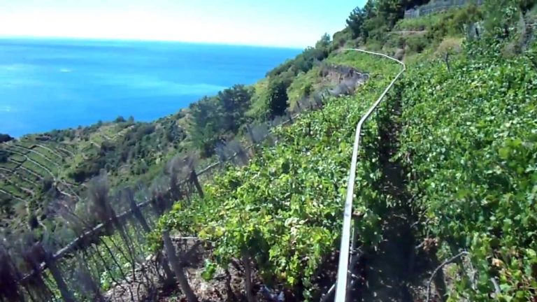 Dalle Cinque Terre all’Europa. Agricoltura sostenibile, Europarc dice ok a proposta italiana