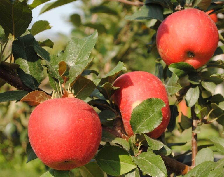 L’appello. Confeuro, servono nuove misure a sostegno delle Organizzazioni di Produttori