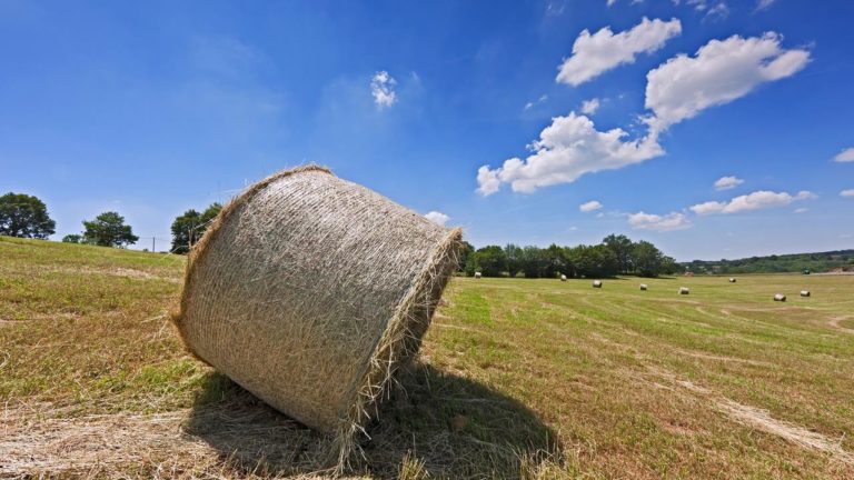 Cala la fiducia. Redditi a picco in agricoltura, -7,7%. Lo dice l’Eurostat