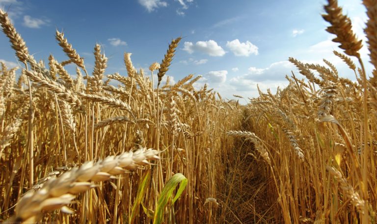 La Cina vara politiche a sostegno della produzione di grano. Coltivati 6,67 milioni di ettari di terreni agricoli