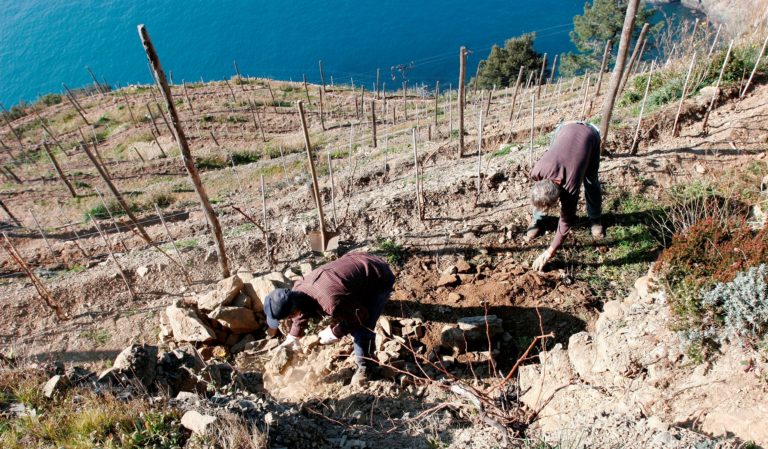 Enovitis Extreme l’iniziativa UIV per la viticoltura eroica