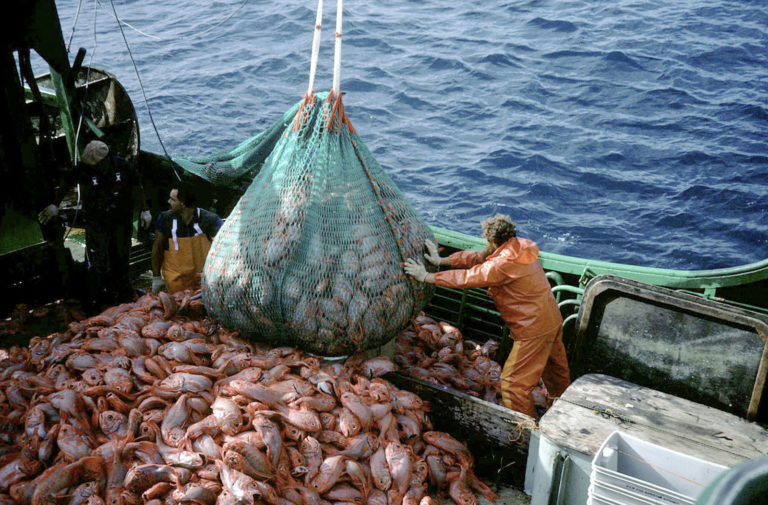 Pesca. A rischio l’intero comparto. Agripesca, interventi costruttivi