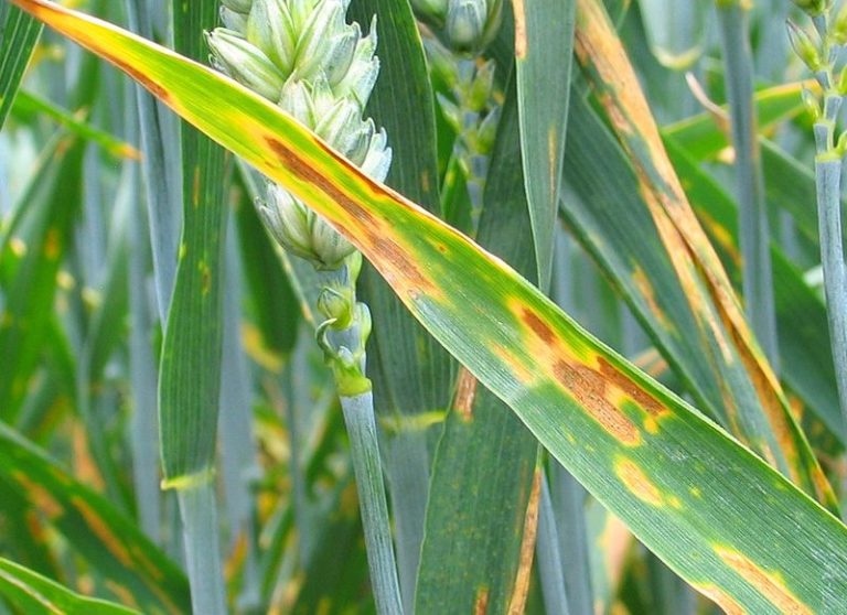 Allarme ruggine del grano. Nuovi ceppi in Italia e Marocco, può causare la perdita totale del raccolto