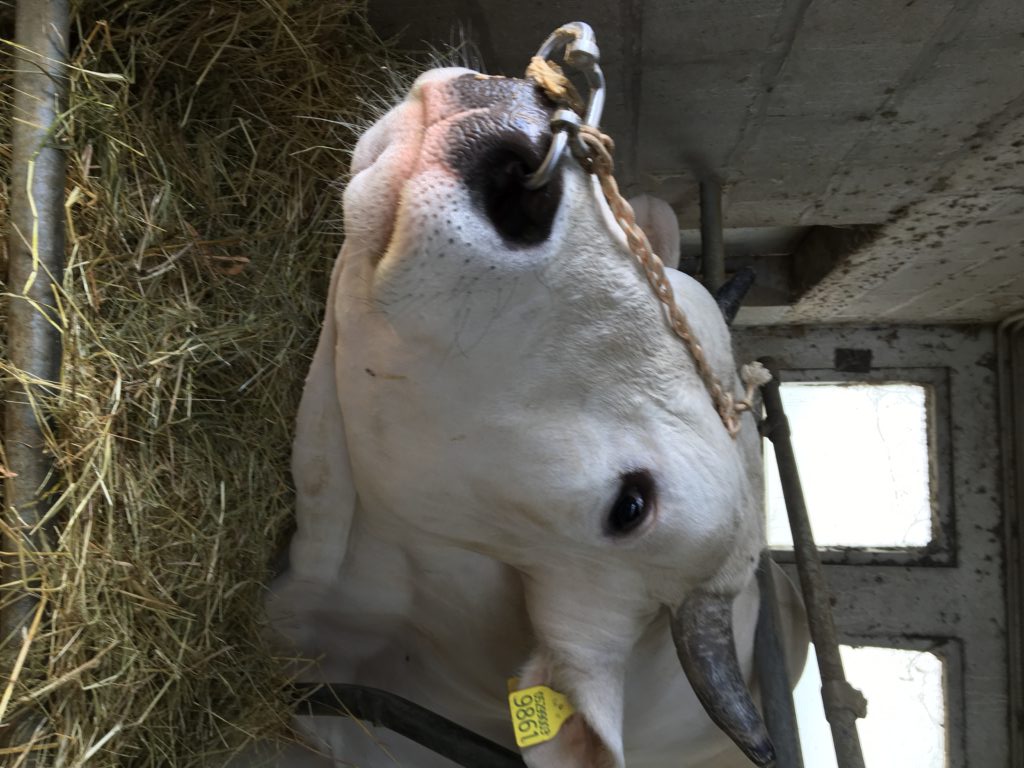 Verso Agriumbria. Il meglio della zootecnia in mostra a Umbriafiere