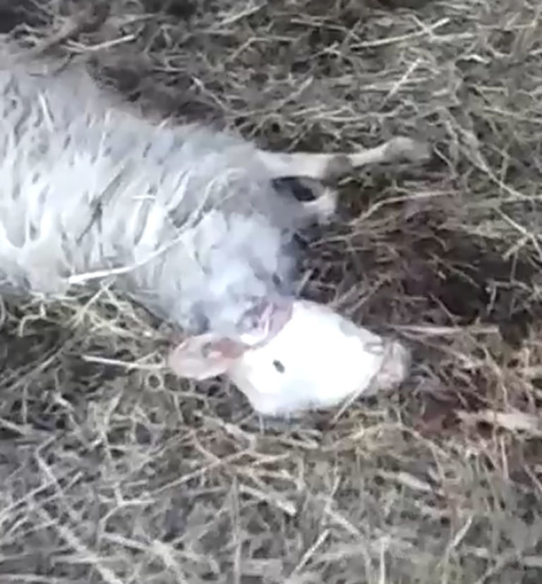 Gregge sterminato dai lupi. Immagini shock in un allevamento in Val d’Orcia dopo l’assalto