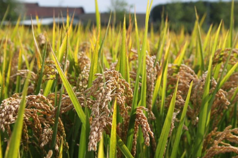 Focus Piemonte 2018. L’andamento delle produzioni agricole