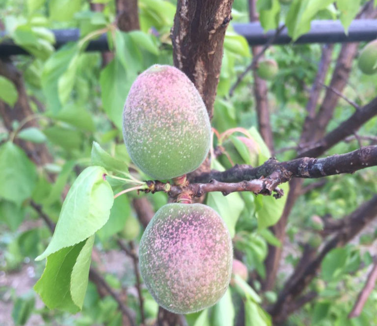 Siccità e gelate. Aprile funesto per l’agricoltura italiana. Da Nord a Sud gravi danni per il settore