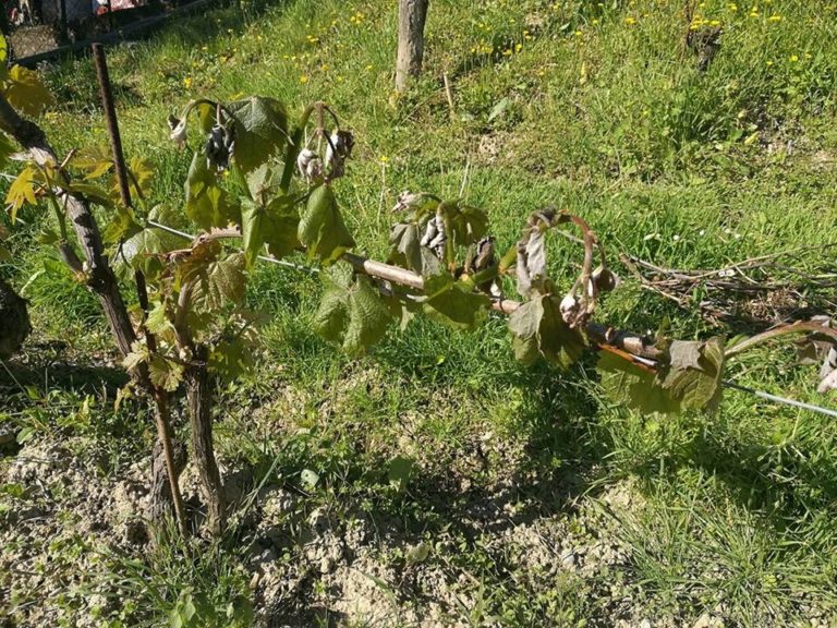 Temperature sotto zero. Gravi danni ai vigneti in provincia di Alessandria