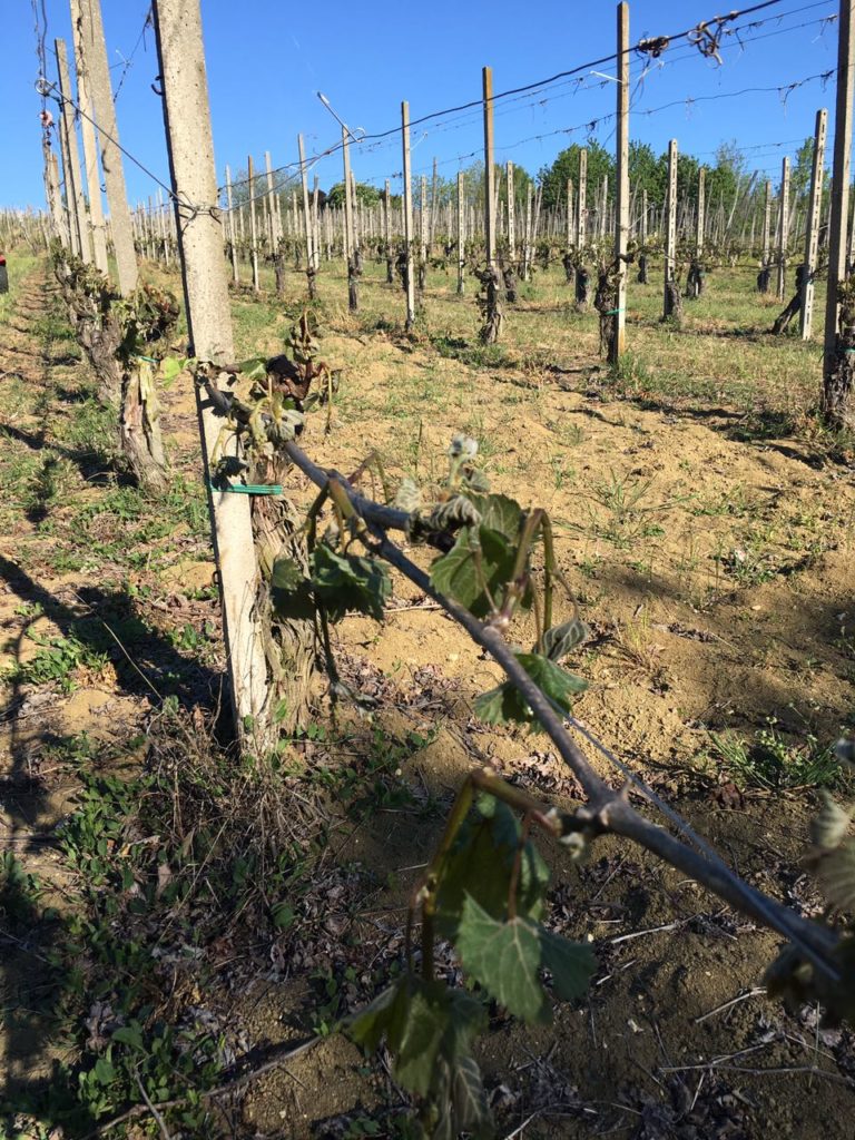 Emergenza ungulati nel Senese. Agricoltori stremati abbandonano anche i vigneti