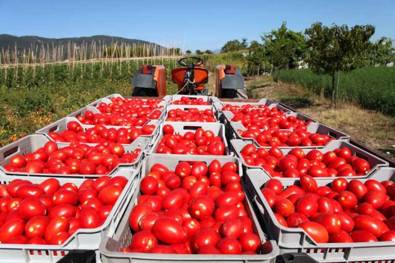 Maggiore valore per il pomodoro da industria, Anicav lancia allarme gestione prezzi