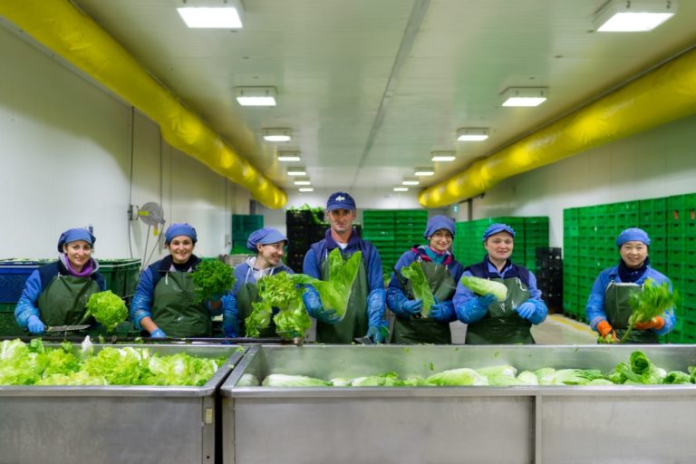 Estate difficile per le produzioni orticole. Il punto di Sipo sulla campagna in corso