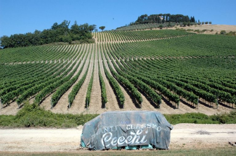 Siccità, le vigne si difendono da sole. Ma urgono le precipitazioni