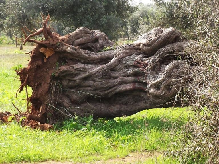 Devastante xylella in Salento. 4 milioni di alberi morti e improduttivi,  50mila ettari desertificati. Perso il 10% dell’olio italiano. Studio Italia Olivicola