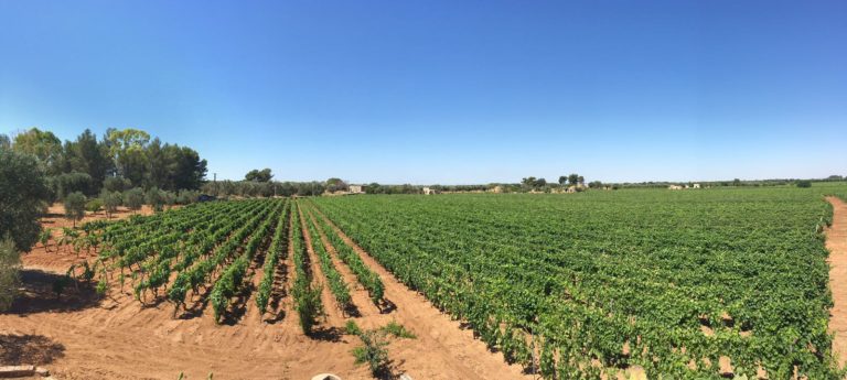 Qualità nella tipicità dei vini e gestione sostenibile del vigneto Ad EnoliExpo (Bari, 21-23 febbraio) esperti a confronto, con le ultime novità del mercato