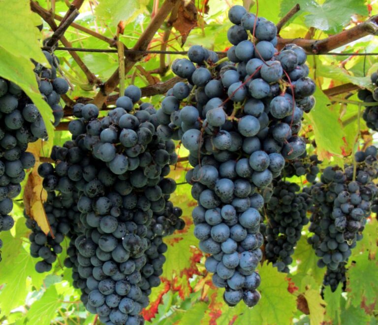 Vino, UIV: export da record per vini italiani nel primo semestre (+16%), verso quota 7 miliardi nel 2021