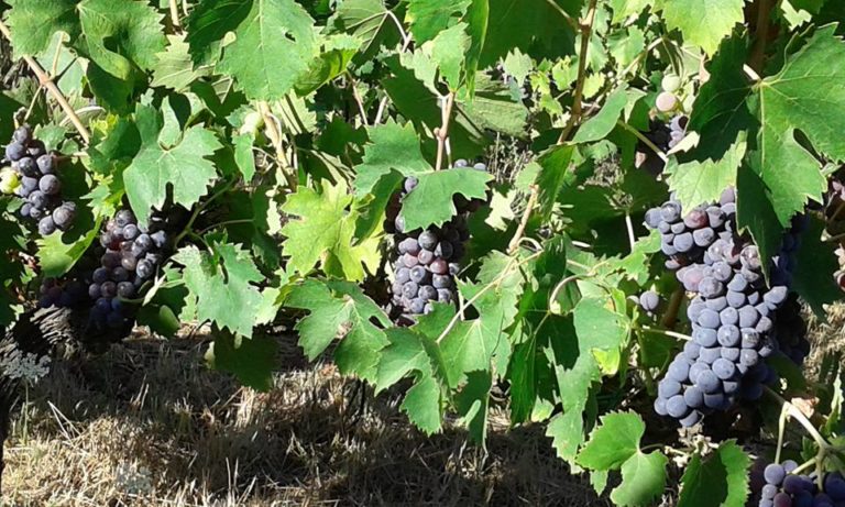 Vino. Appello del Consorzio del Chianti alla Regione Toscana: iniziamo con coraggio la sperimentazione in campo delle viti resistenti ai funghi