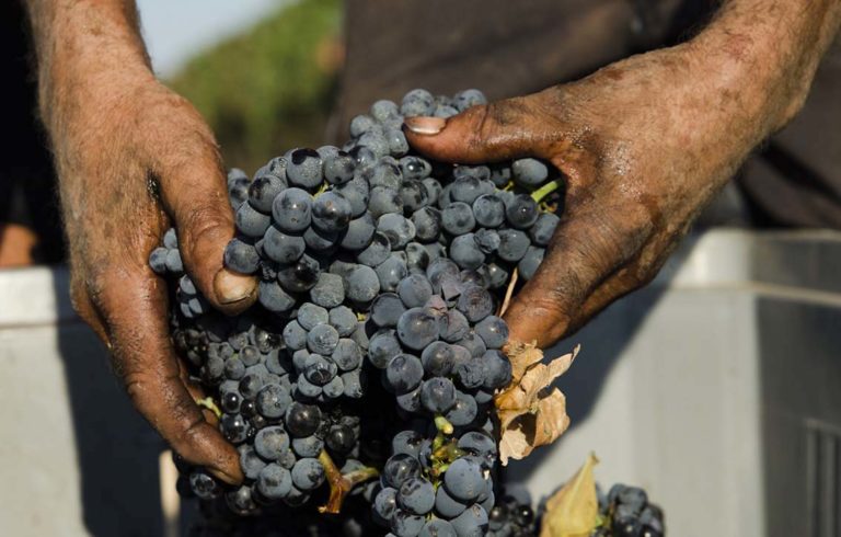 Primitivo di Manduria vendemmia positiva. E il Consorzio si tutela sui mercati