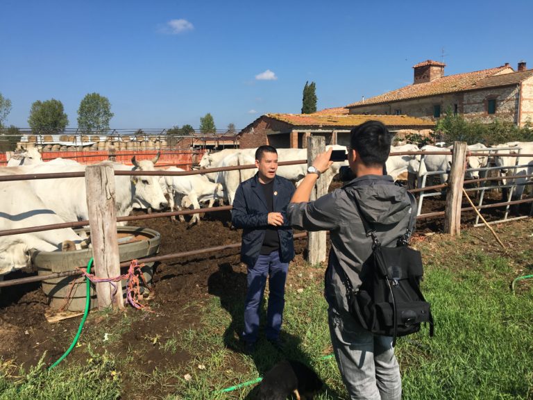 Tv cinese visita Tenuta La Fratta per conoscere la razza Chianina. Stupore del giornalista