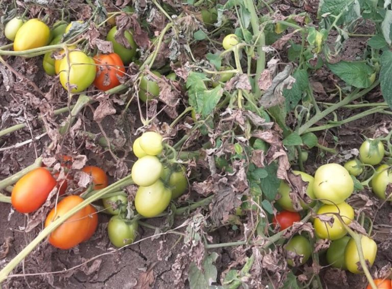 Lotta al ragnetto rosso che minaccia il pomodoro da industria. Ecco Idra, per la difesa fitosanitaria