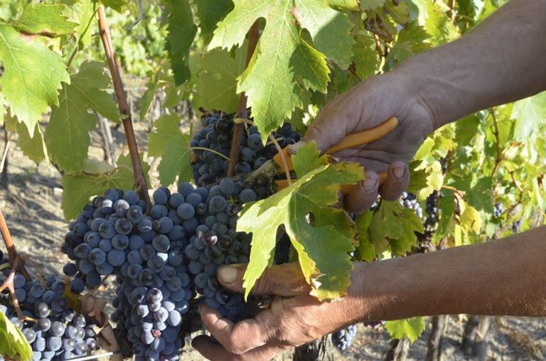 Sos vino. Caro energia fa schizzare in alto i costi della vendemmia: +35%