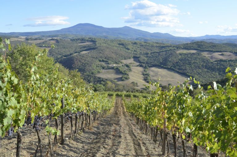 Coronavirus. Val d’Orcia: blocco del turismo fa precipitare il vino. Consorzio: urgenti misure di intervento per aziende